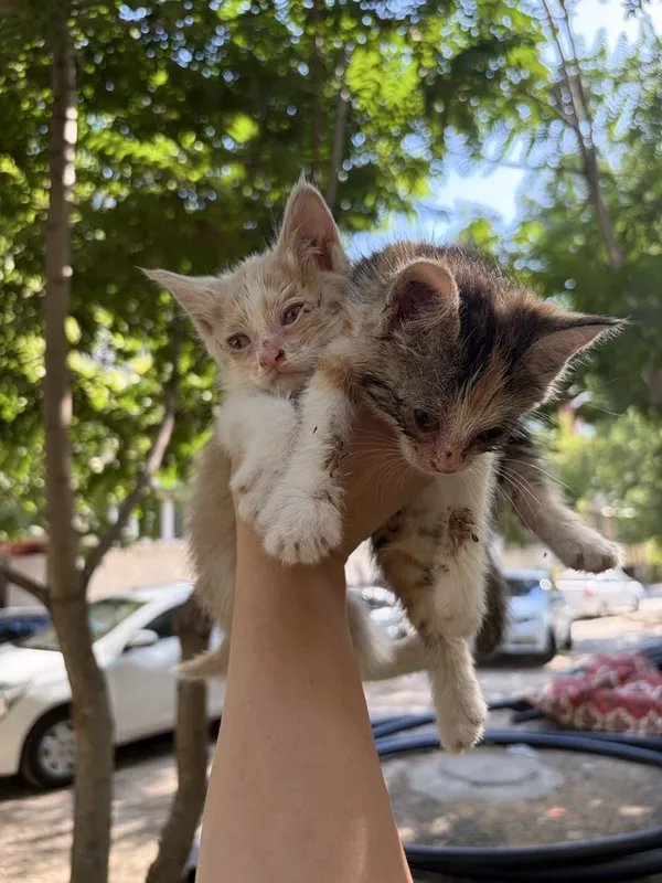 Срочно котята в добрые руки 3 Срочно котята в добрые руки 3