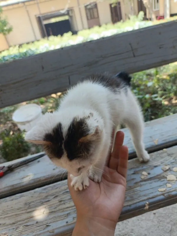 Dumi yoʻq tugʻilgan mushuk aka ukalarini dumi bor 2 Dumi yoʻq tugʻilgan mushuk aka ukalarini dumi bor 2