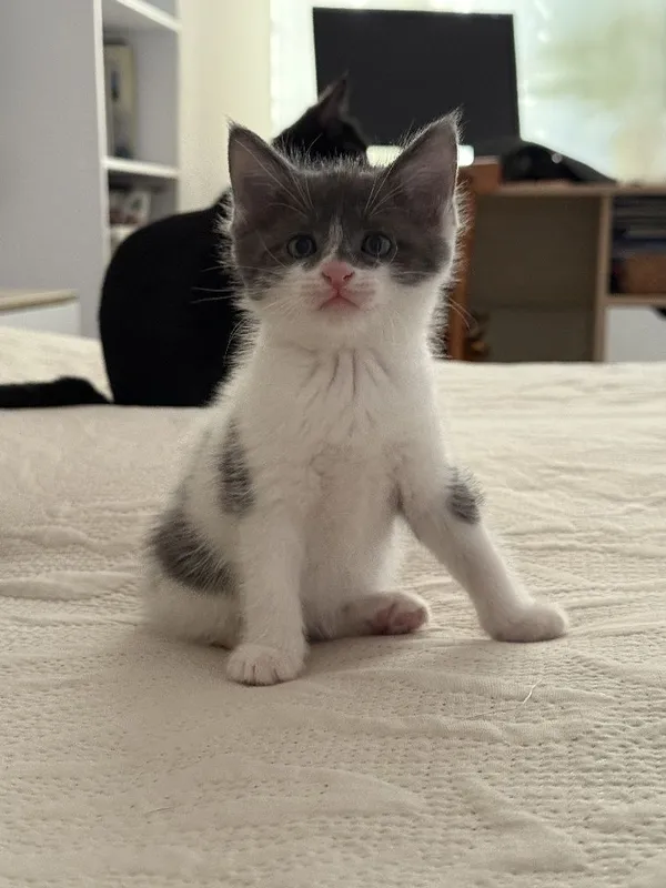 Продаются котята. — фото 2