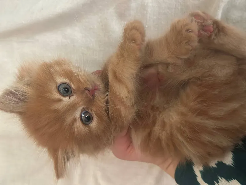 Котятки 2 Котятки 2