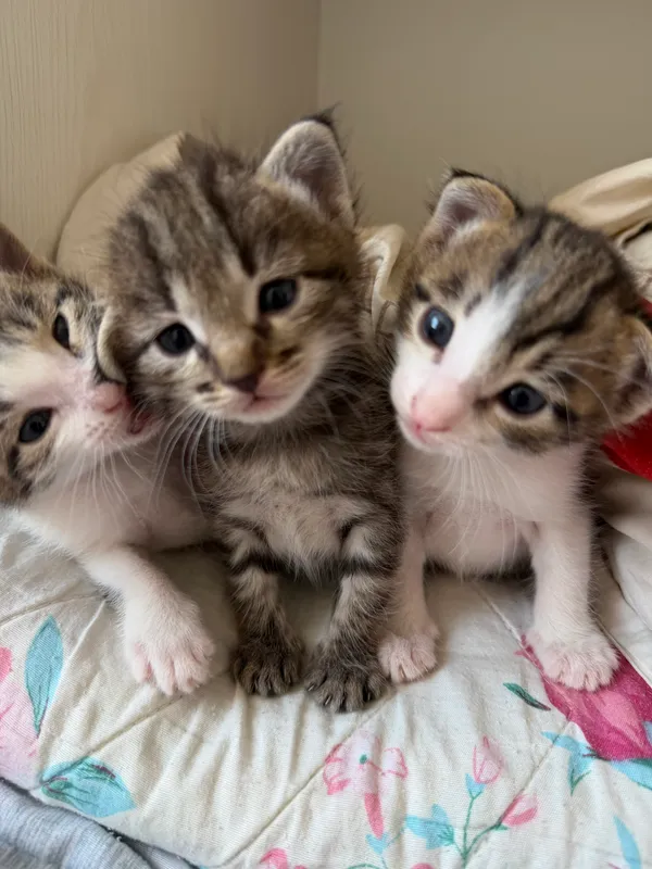 Кошка 2