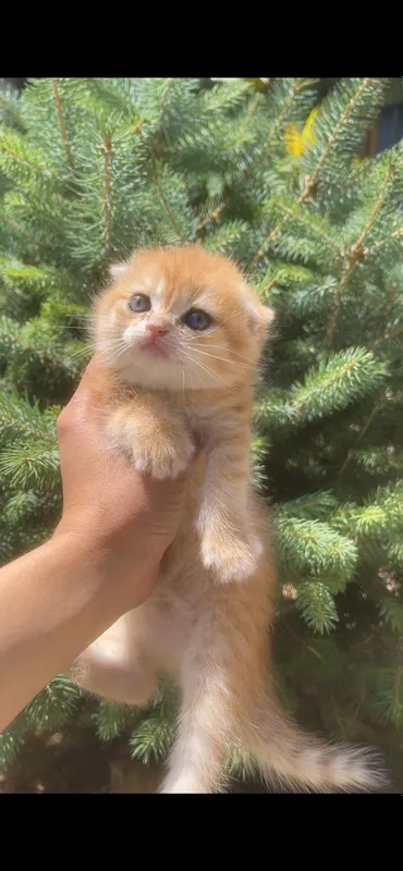 zalatistaya shinshilla tabby qiz bola mushuk 10