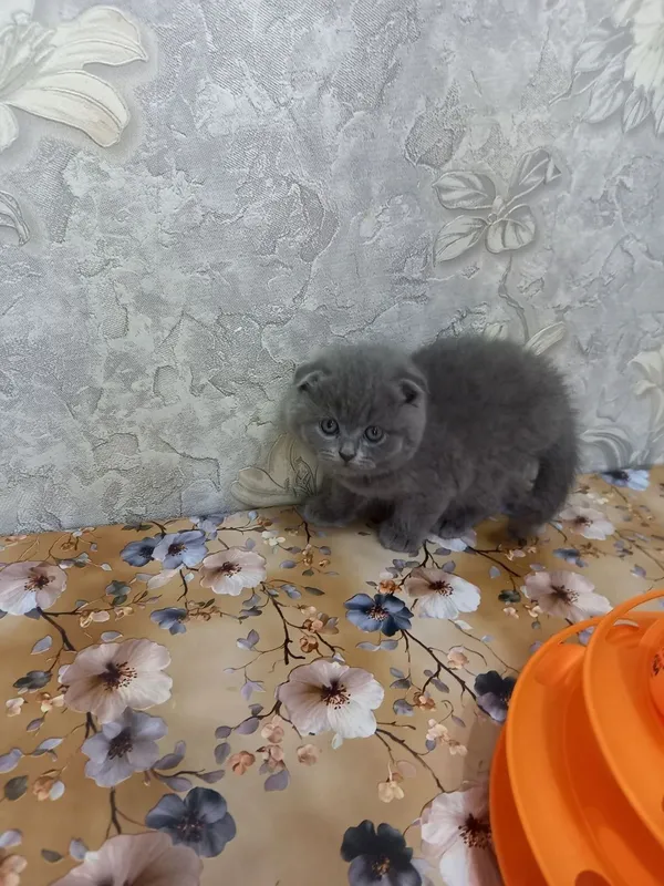 Котята голубого окраса — фото 1 Котята голубого окраса — фото 1