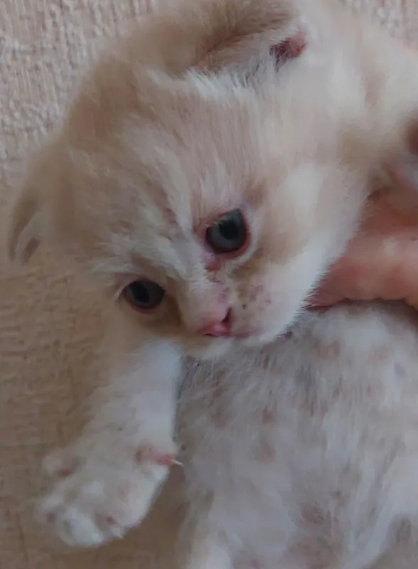 Котята милые породистые 6 Котята милые породистые 6