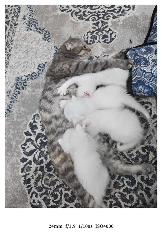 Ona bola mushuklar sotiladi.