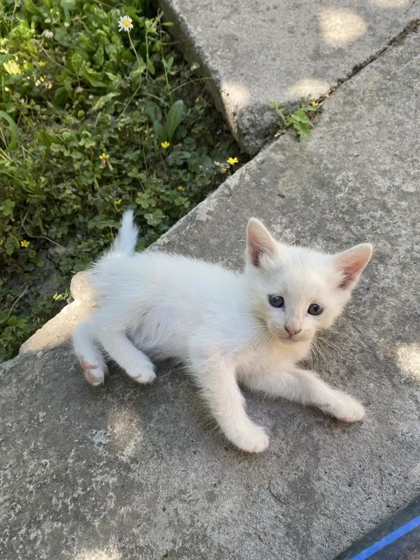 Бесплатно котята — фото 1 Бесплатно котята — фото 1