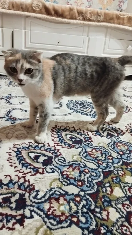 Mushuk 1 yosh toza hovliniki 4 ta chaqalogʻi bor