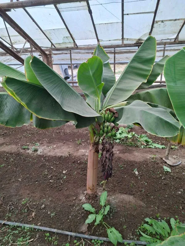 БАНАН кучатлари хосил беради. БAHAH саженцы плодоносящие BANAN