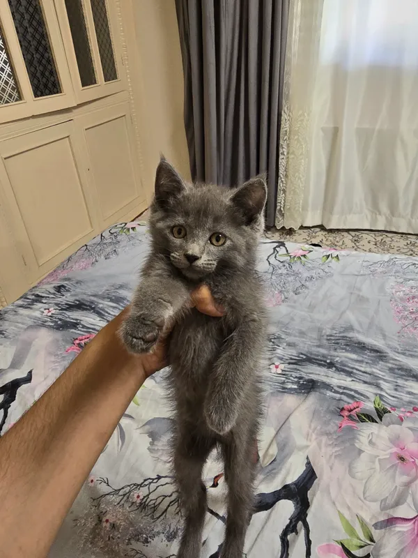 скоттиш-фолд британский, самка 2 месяца, цена 400 000 2