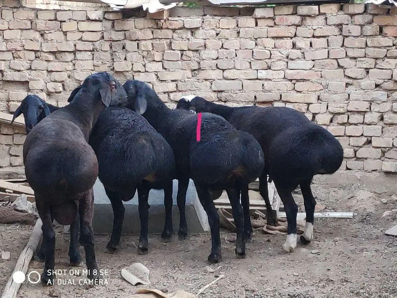 Qo’chqor Баран жывой