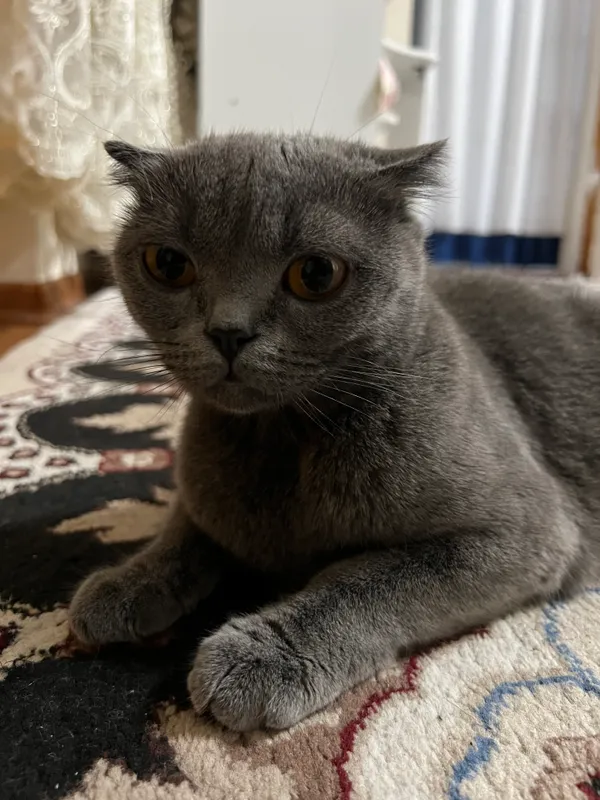 Беременная кошка 1 Беременная кошка 1