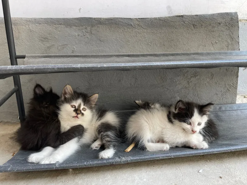 котята полтора-два месяца три мальчика одна девочка — фото 6 котята полтора-два месяца три мальчика одна девочка — фото 6