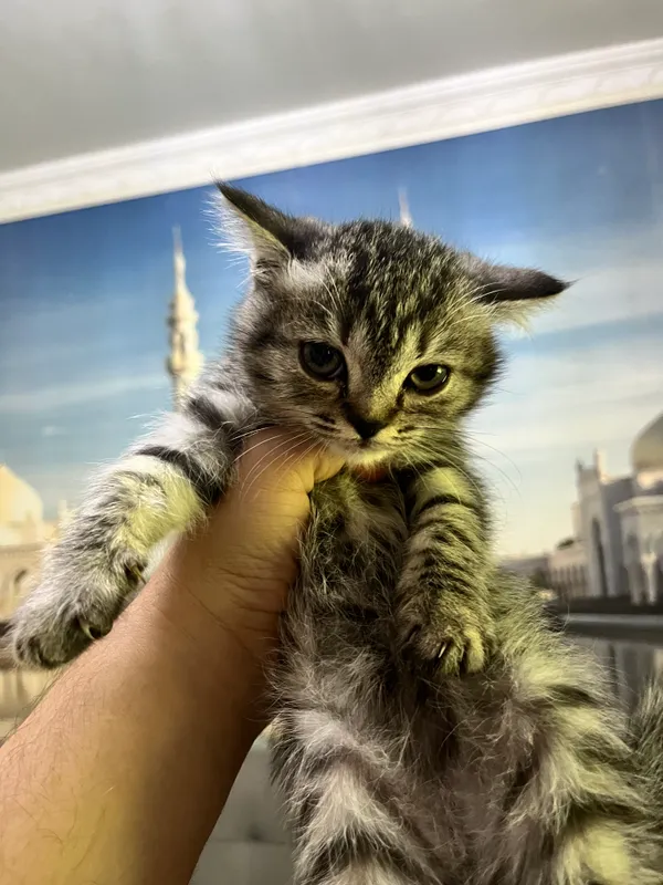 Scottish fold mushukchalari — фото 3