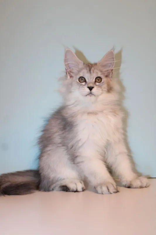 Мейн-куны котята — фото 3