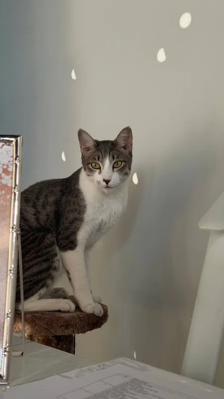 Котик мальчик кастрат 1 Котик мальчик кастрат 1