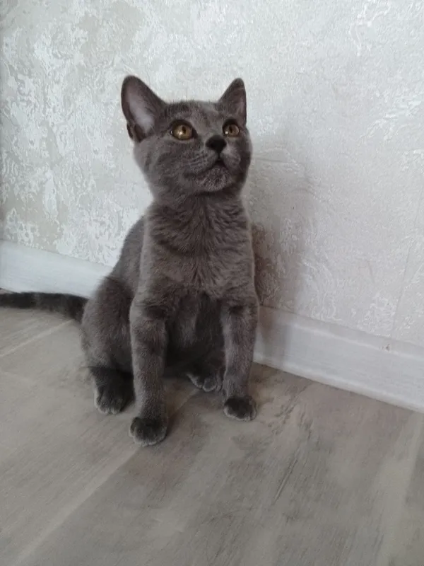 Pul kerakligi uchun sotilyapti 3 Pul kerakligi uchun sotilyapti 3