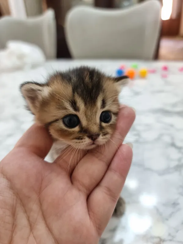 Котята под бронь — фото 9