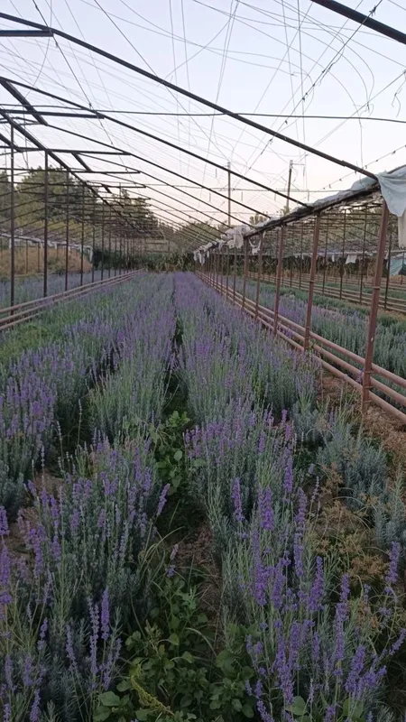 Lavanda — go‘zallik, nafislik va xushbo‘y hid bir joyda! 3 Lavanda — go‘zallik, nafislik va xushbo‘y hid bir joyda! 3