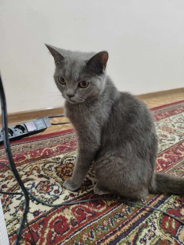 кошка скоттиш-страйта продаётся 1 кошка скоттиш-страйта продаётся 1