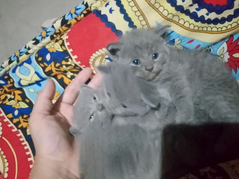 кошки 2