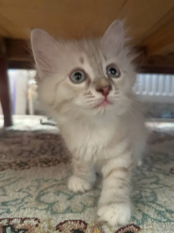 Hayland strayt 2 ta bolasi bor — фото 3