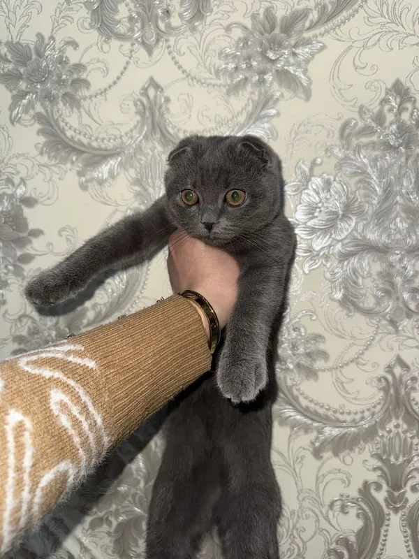 Британсики скотиш мушугимизни сотамиз