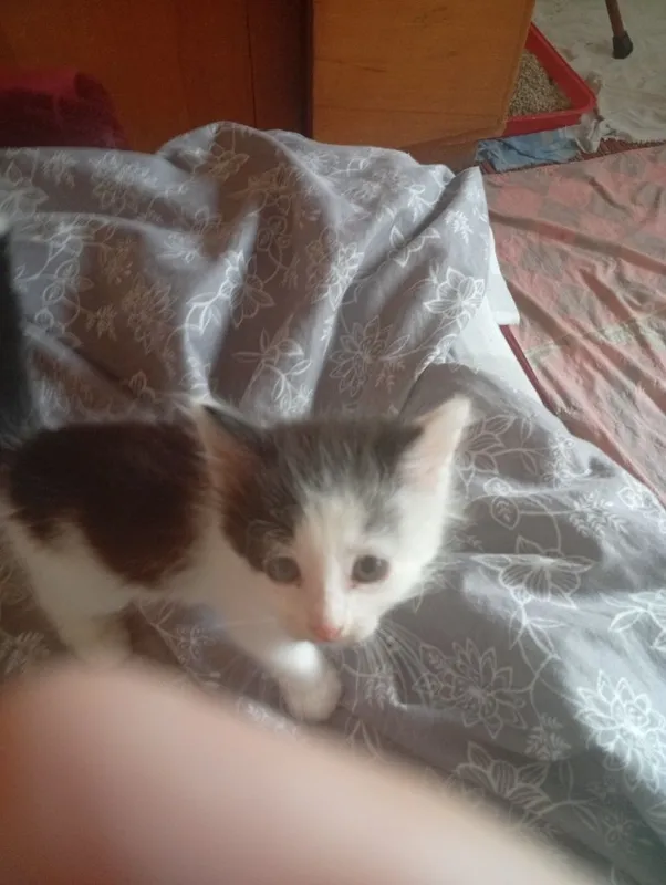 Котята бесплатно