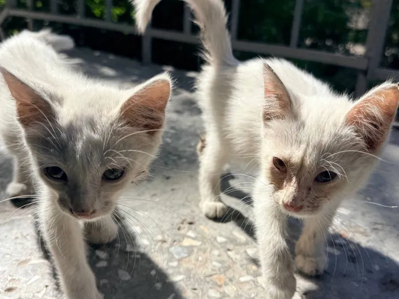 СРОЧНО!! Отдам в добрые руки очаровательных котят