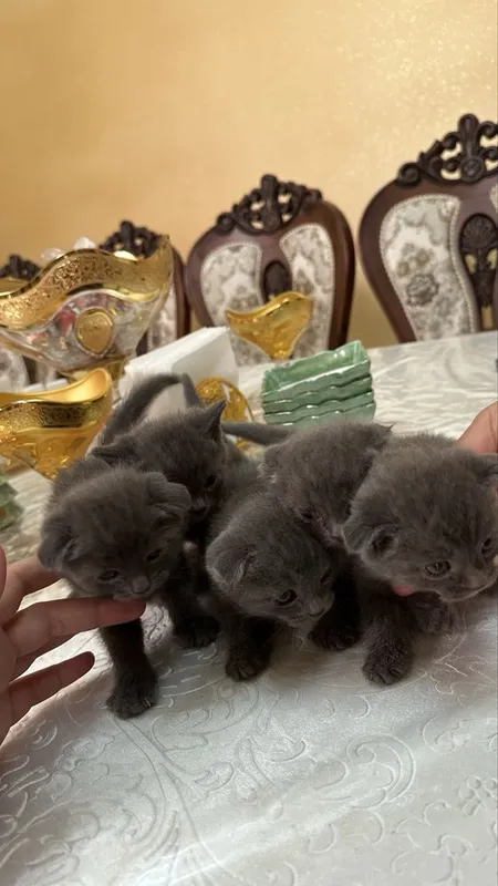 Продается котята скоттиш фолд — фото 2