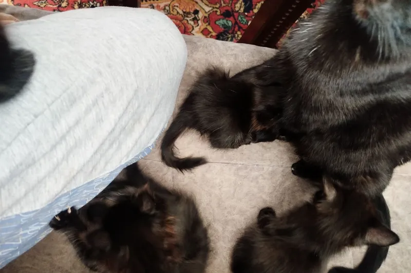 Чёрная кошка, приученная к лотку 2 Чёрная кошка, приученная к лотку 2