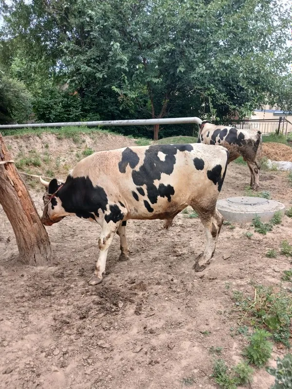 Zotdor buqa sotiladi