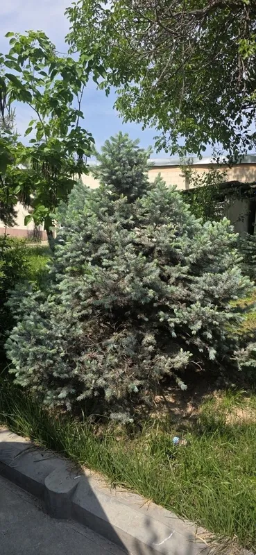 Серебристый елка. Цена 200$ — фото 3