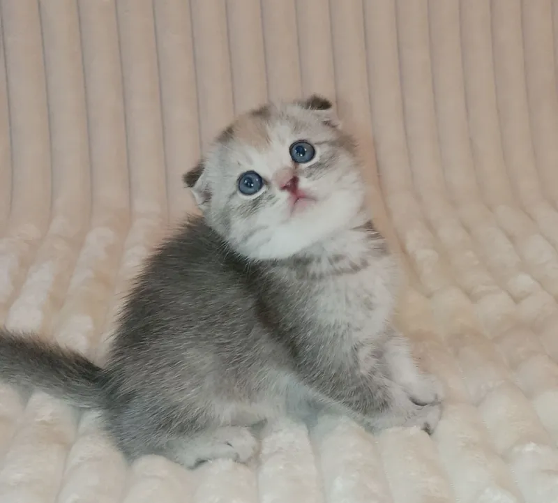 Продается шикарный котенок девочка, фолд — фото 1