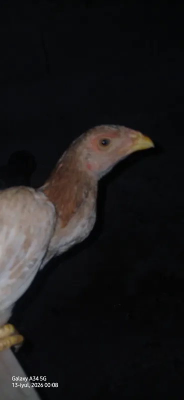 Dakan joja tovuq xoroz 3