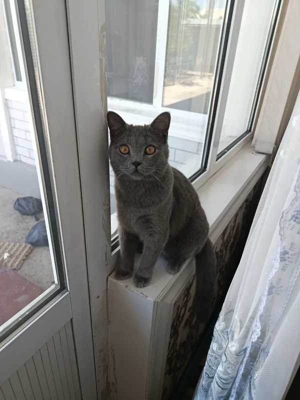 Продается Британский скот короткошёрстный кот.добрый и игривый — фото 2