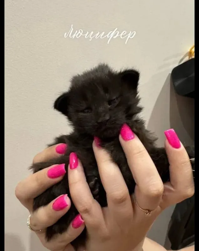 Готовы к брони котята мейнкуна 6