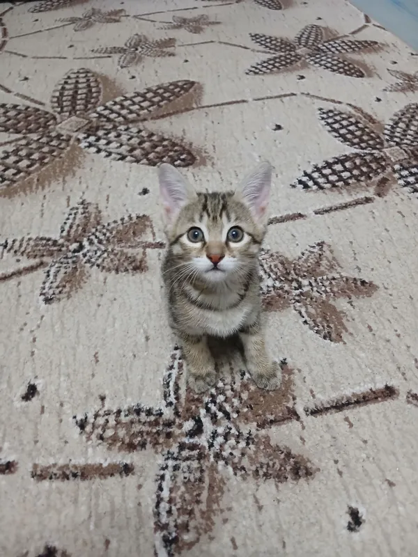 котята бесплатно — фото 1