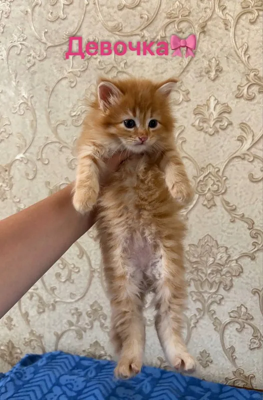 Котята.домашние — фото 1