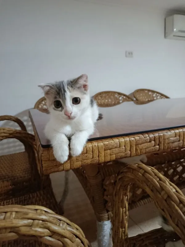Mushuk pishak beriladi 4