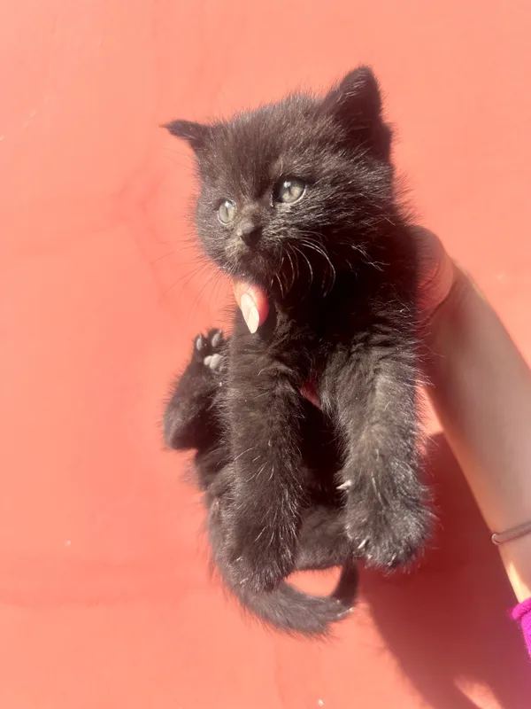 Похожи на британцев , 1 месяц, котята 3