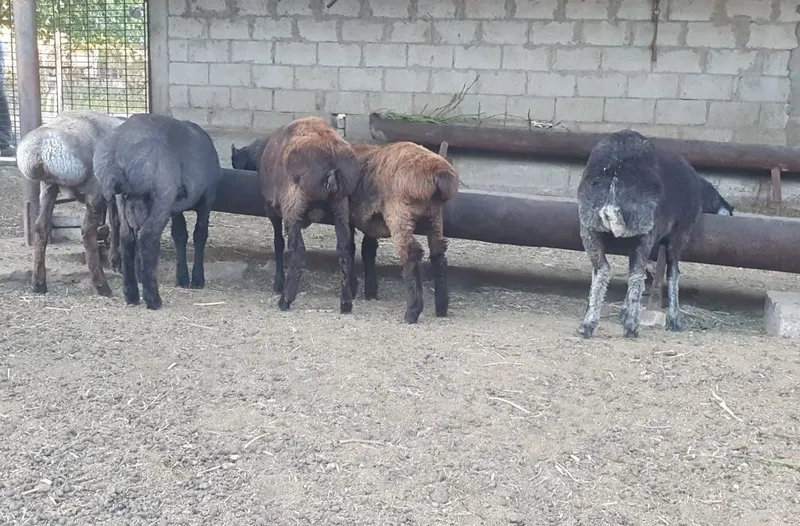 Yeb ichish soģliģiga garantiya 4