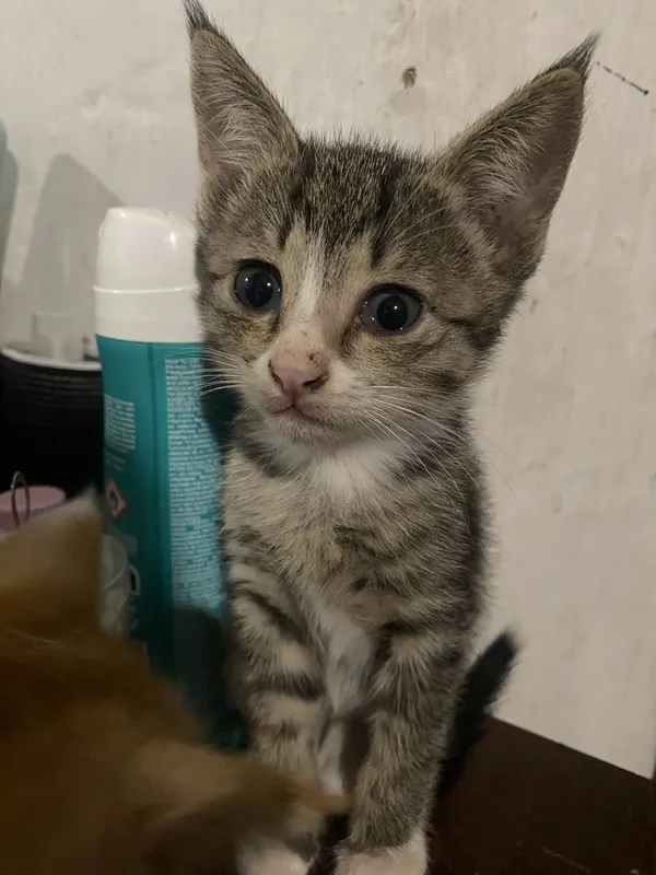 Котетя 2штук 2 месячные 4