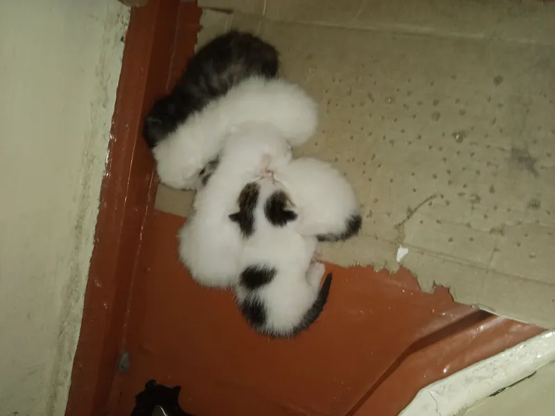 mushuklar onasi bilan