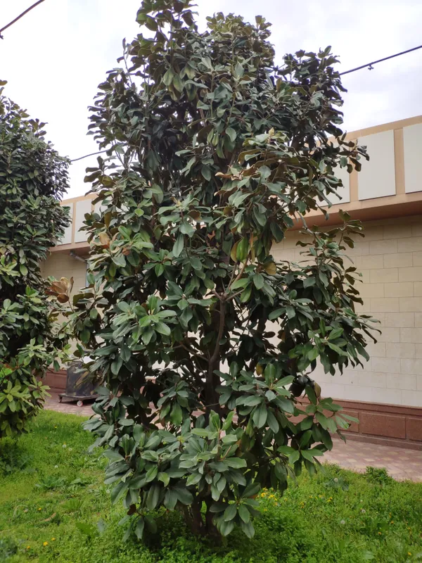 Magnolia sotiladi.