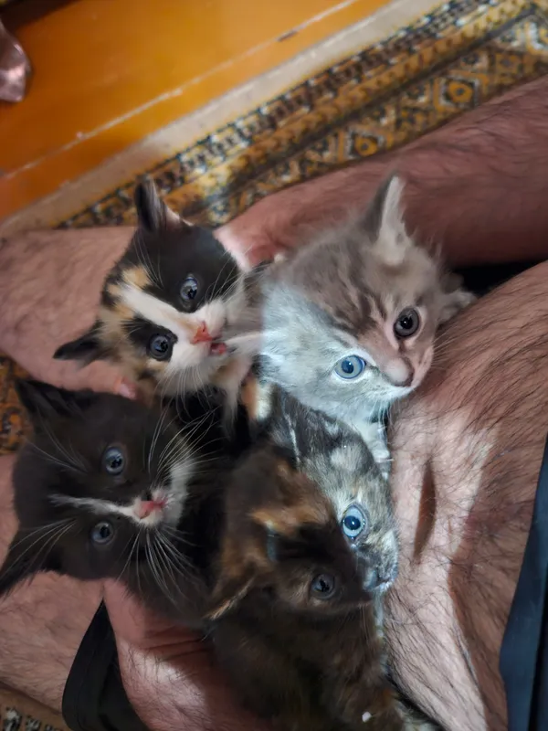 КотятаОтдам в хорошие руки.