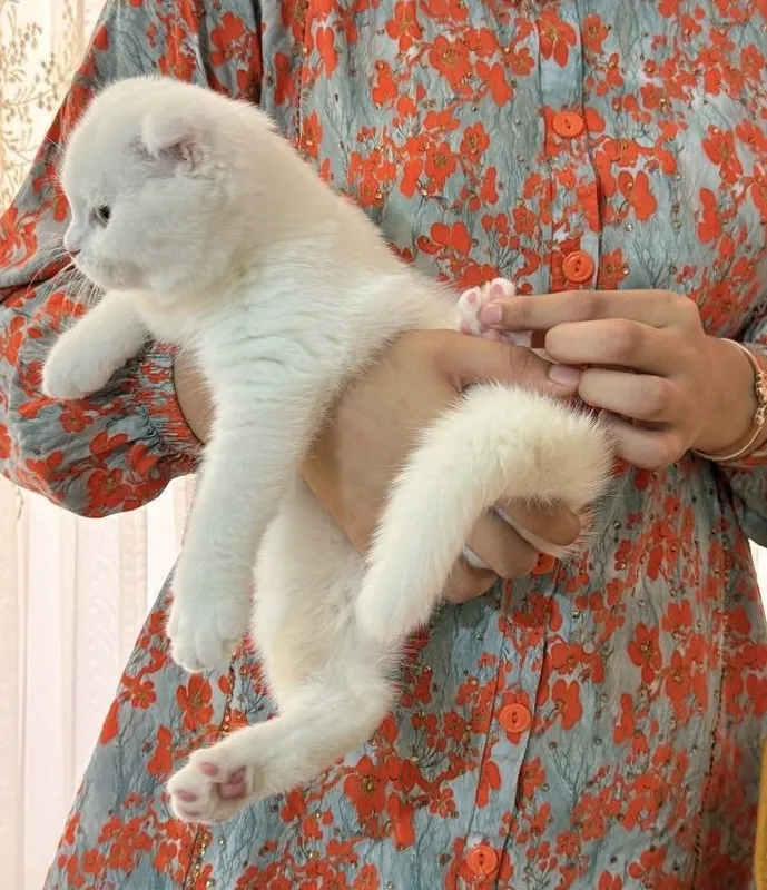 Шотланская вислоухая кошка 5 Шотланская вислоухая кошка 5