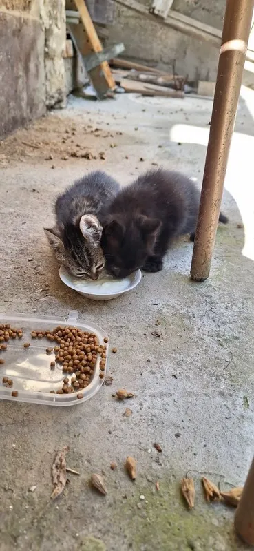 Котёнок в добрые руки девочка чёрная — фото 7