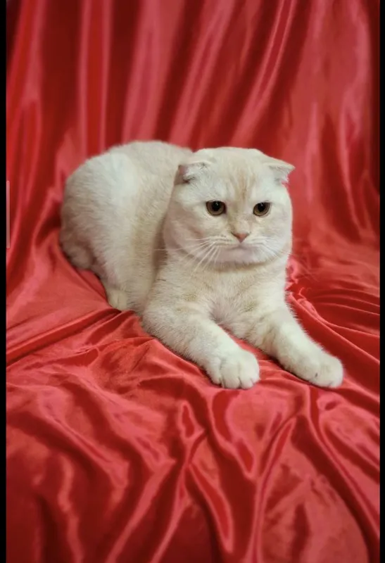 Срочно! Шотландский скоттиш фолд