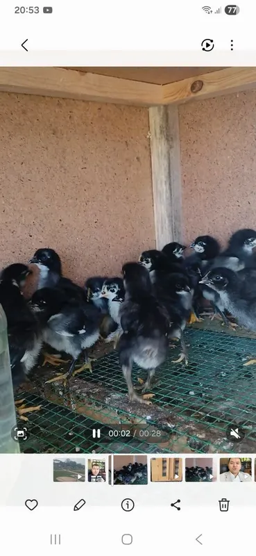 Андижон кора жужалари 12 кунлик Андижон кора жужалари 12 кунлик