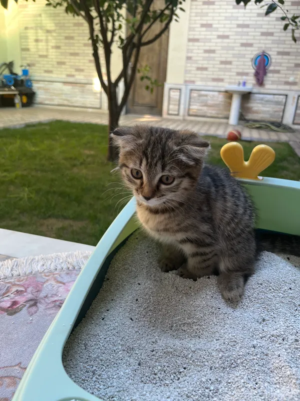 Породистая домашняя кошка (шотландская вислоухая) 1 Породистая домашняя кошка (шотландская вислоухая) 1